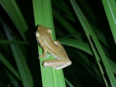 Polypedates leucomystax