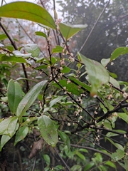 Eurya japonica