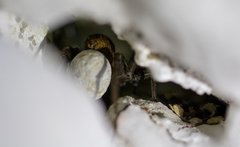 Lycosidae