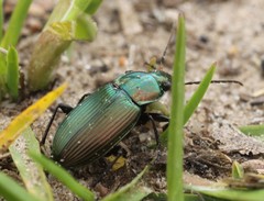 Poecilus versicolor