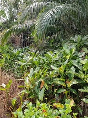 Dieffenbachia seguine