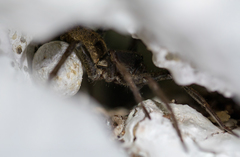 Lycosidae