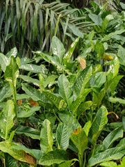 Dieffenbachia seguine