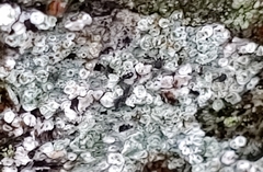 Pertusaria pertusa