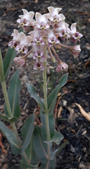 Asclepias macroura