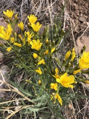 Crepis occidentalis