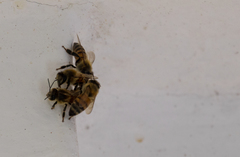 Apis mellifera