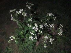 Anthriscus sylvestris