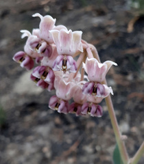 Asclepias macroura
