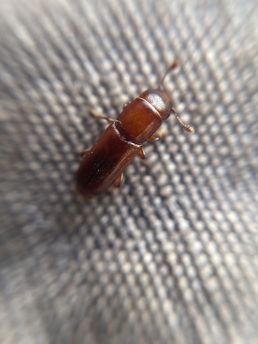 Pityophagus ferrugineus