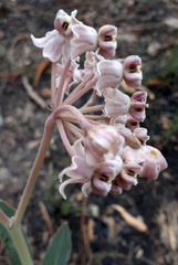 Asclepias macroura