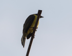 Myiozetetes similis