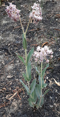 Asclepias macroura