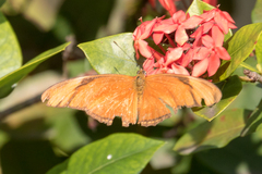 Dryas iulia