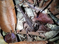 Centruroides gracilis