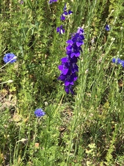 Delphinium ajacis
