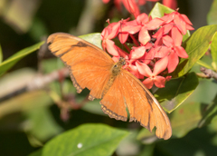 Dryas iulia