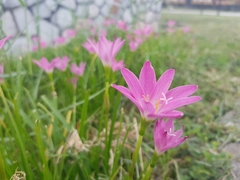 Zephyranthes carinata