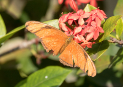 Dryas iulia