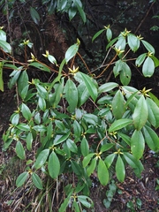 Rhododendron latoucheae