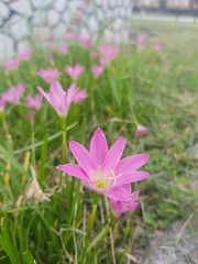 Zephyranthes carinata