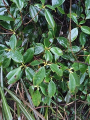 Rhododendron latoucheae