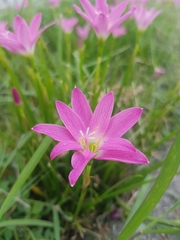 Zephyranthes carinata
