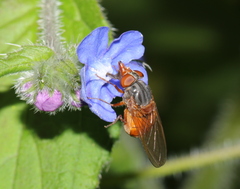 Rhingia rostrata
