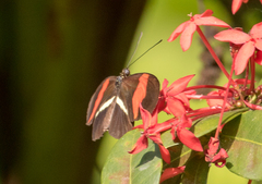 Heliconius erato