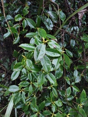 Rhododendron latoucheae