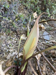 Arum concinnatum