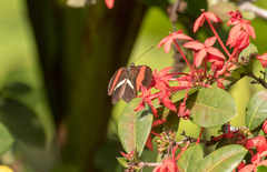 Heliconius erato