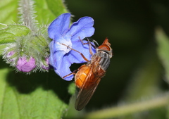 Rhingia rostrata