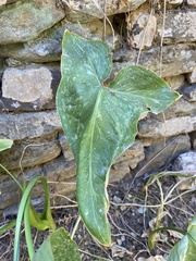 Arum concinnatum