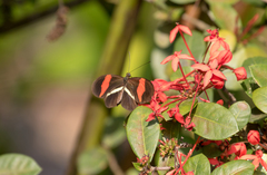Heliconius erato