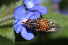 Rhingia rostrata