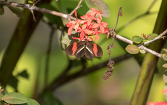 Heliconius erato