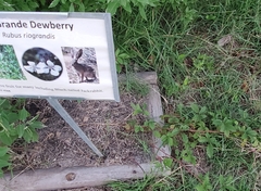 Rubus riograndis