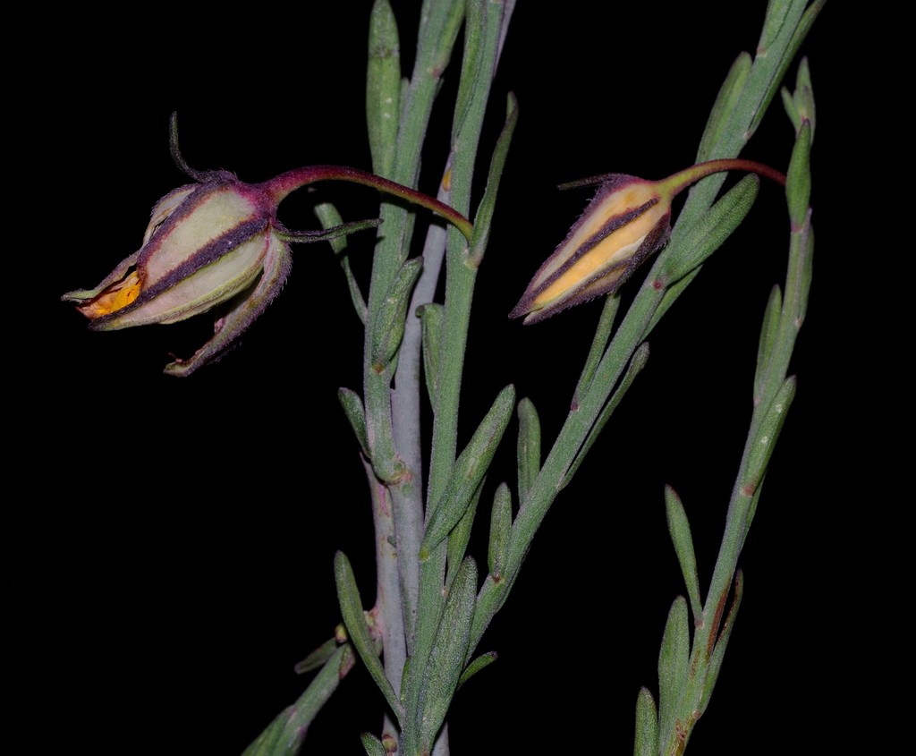 Fumana fontanesii