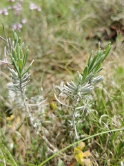 Lavandula angustifolia
