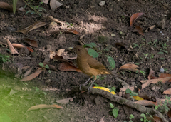 Turdus grayi