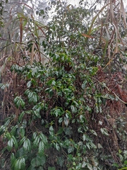 Rhododendron latoucheae