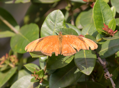 Dryas iulia