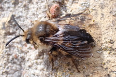 Melecta