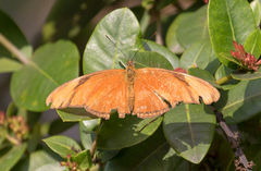 Dryas iulia