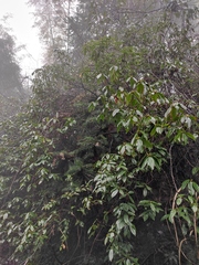 Rhododendron latoucheae