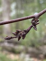 Eriophyes betulae