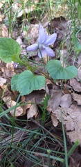 Viola reichenbachiana