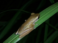 Polypedates leucomystax