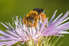 Rhodanthidium siculum